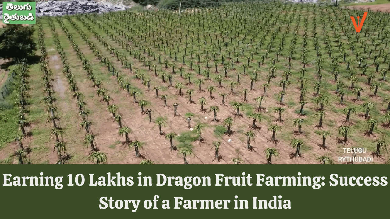 Earning 10 Lakhs in Dragon Fruit Farming Success Story of a Farmer in India
