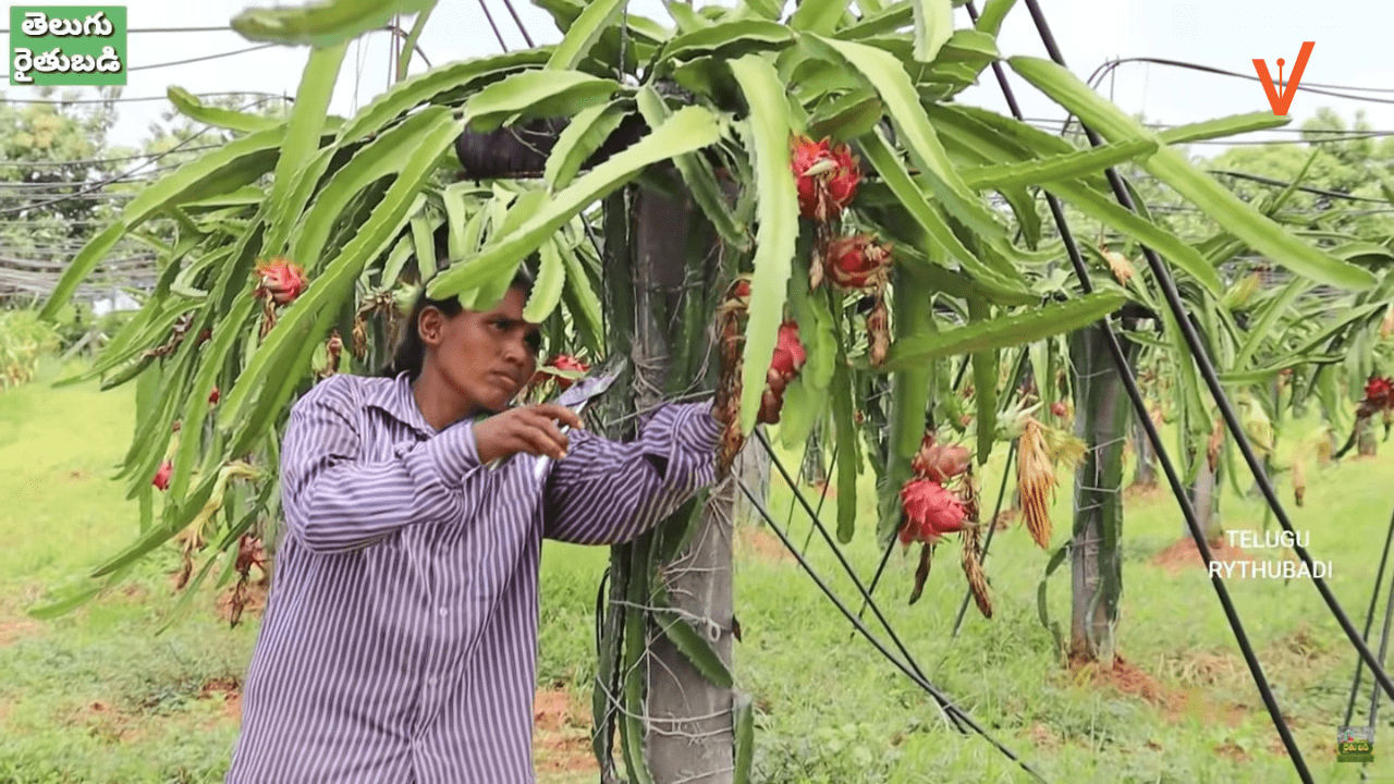 Earning Lakhs From Dragon Fruit Plants