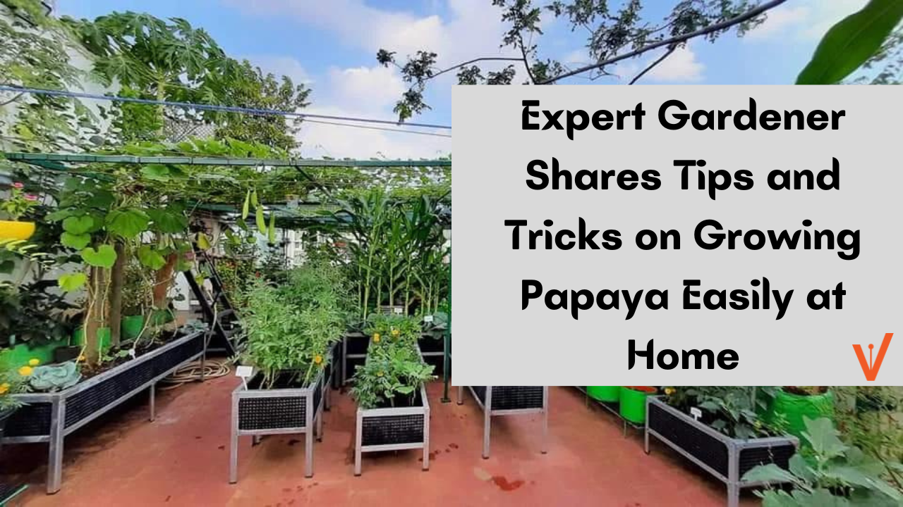 Expert Gardener Shares Tips and Tricks on Growing Papaya Easily at Home