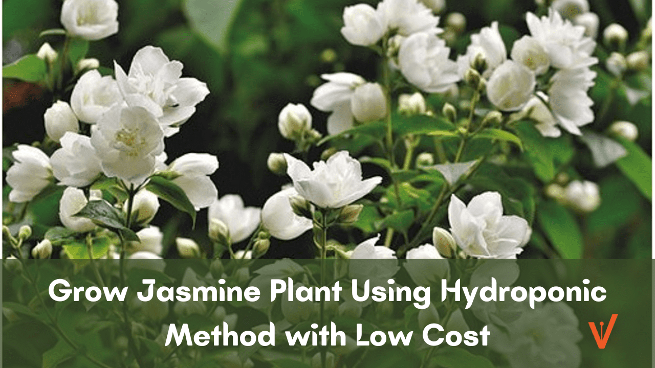 Grow Jasmine Plant UsingHydroponic Method with Low Cost