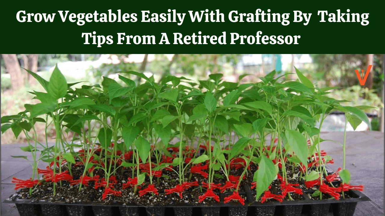 Grow Vegetables Easily With Grafting By Taking Tips From A Retired Professor