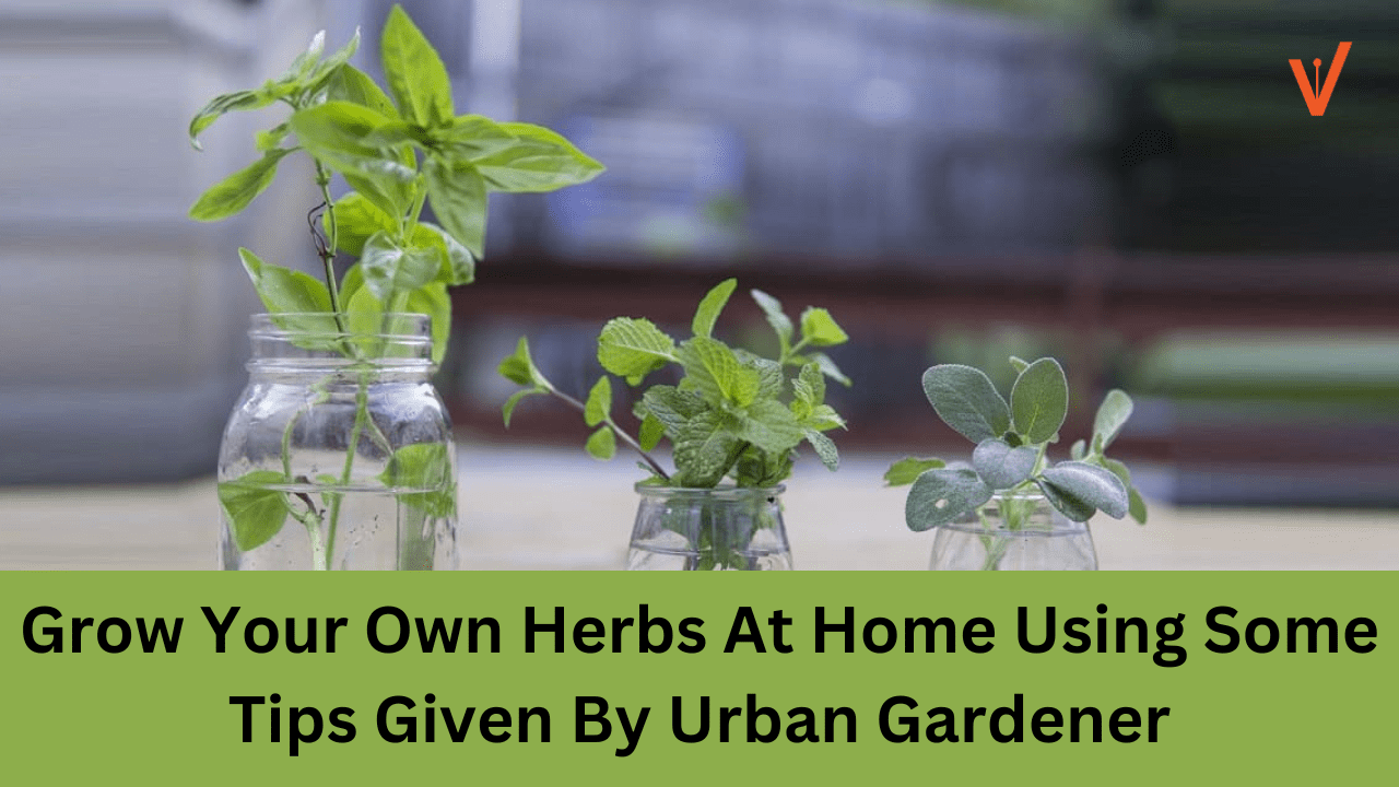 Grow Your Own Herbs At Home Using Some Tips Given By Urban Gardener