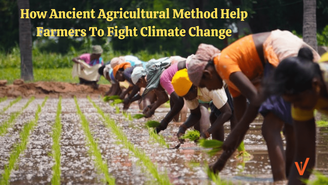 How Ancient Agricultural Method Help Farmers To Fight Climate Change