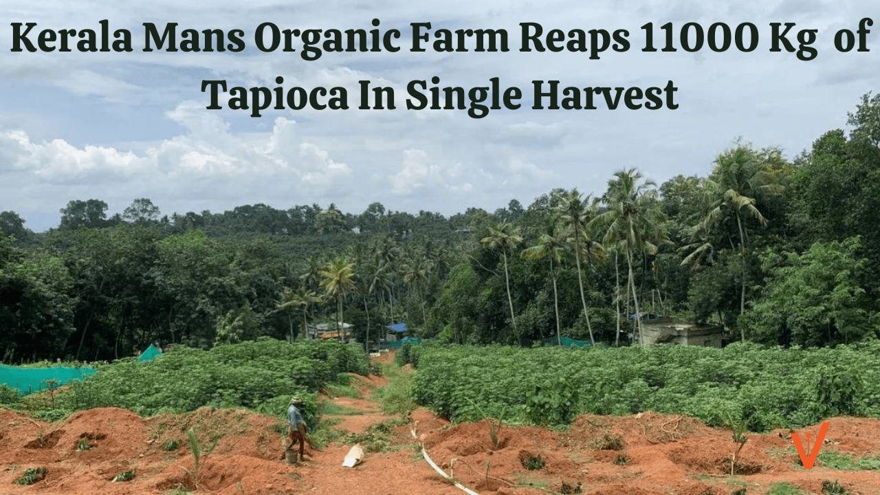Kerala Mans Organic Farm Reaps 11000 Kg of Tapioca In Single Harvest