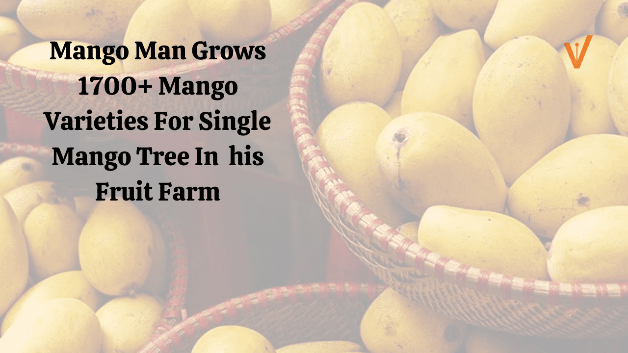 Mango Man Grows 1700+ Mango Varieties For Single Mango Tree In his Fruit Farm