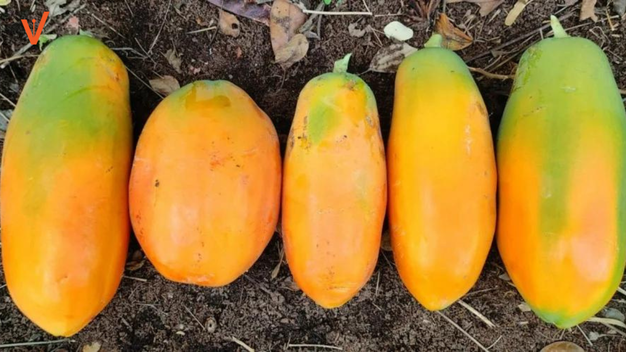 Tips and trick to grow papaya easily at home