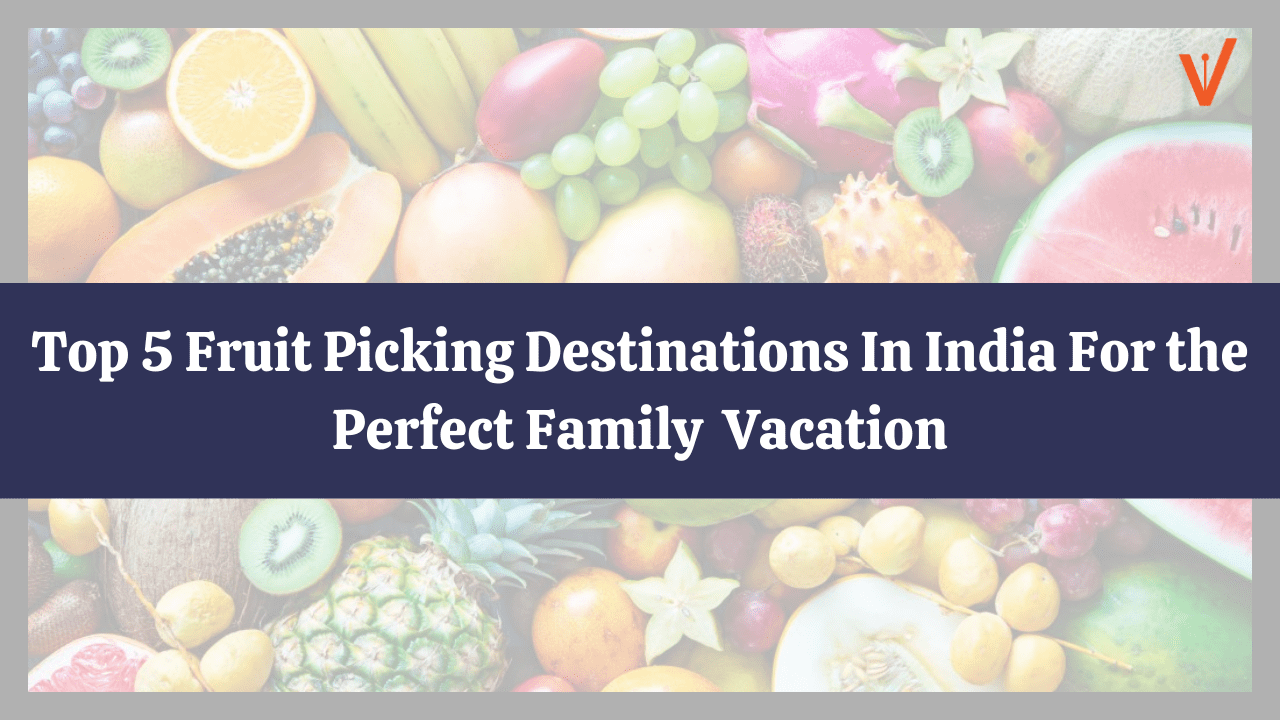Top 5 Fruit Picking Destinations In India For the Perfect Family Vacation
