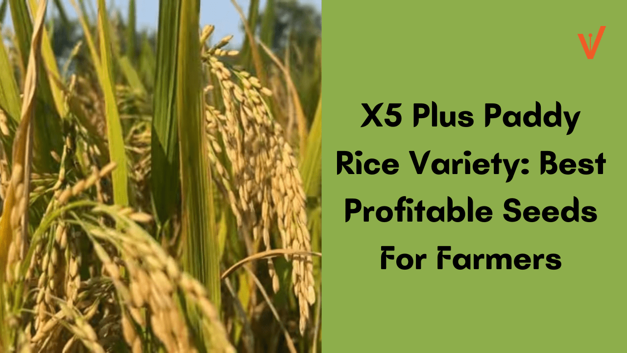 X5 Plus Paddy Rice Variety Best Profitable Seeds For Farmers