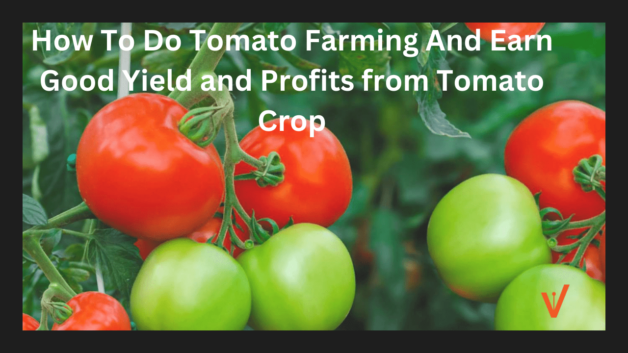 How To Do Tomato Farming And Earn Good Yield and Profits from Tomato Crop