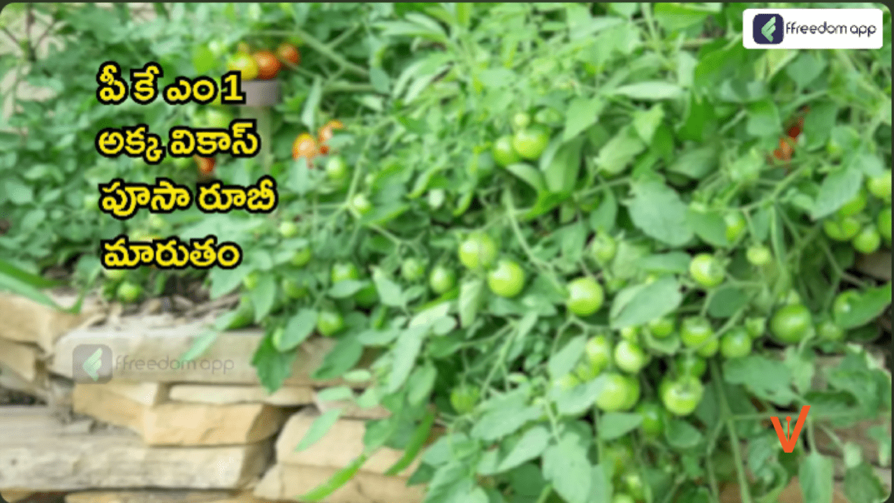 Varieties of Tomatoes For Cultivation